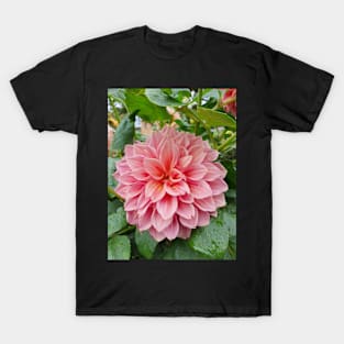 Coral Coloured Dahlia T-Shirt